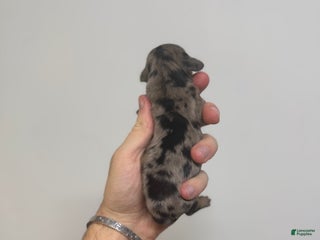 Miniature Dachshund dogs Colton LH - Ad 17