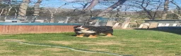 Bernese Mountain Dog dogs for stud: Charlie  - Ad 2
