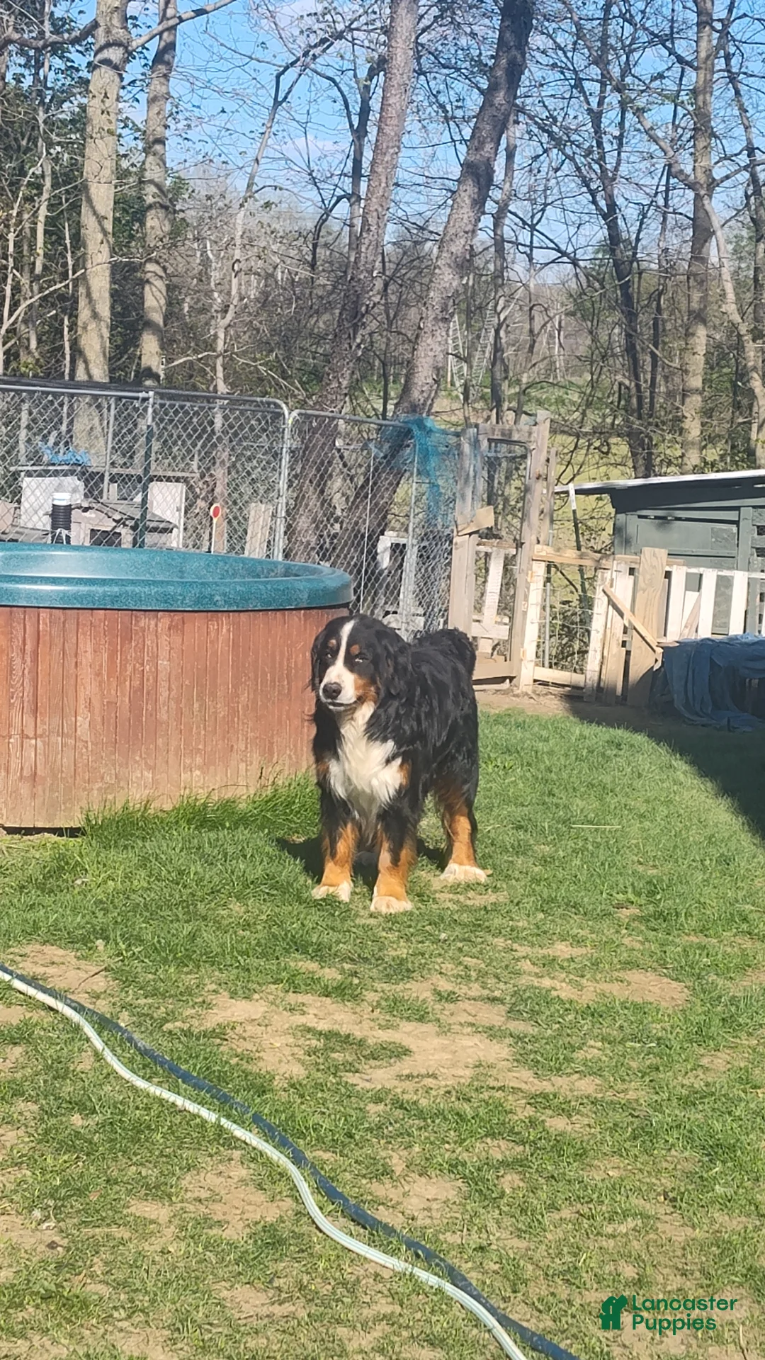 Bernese Mountain Dog dogs for stud: Charlie  - Ad 2