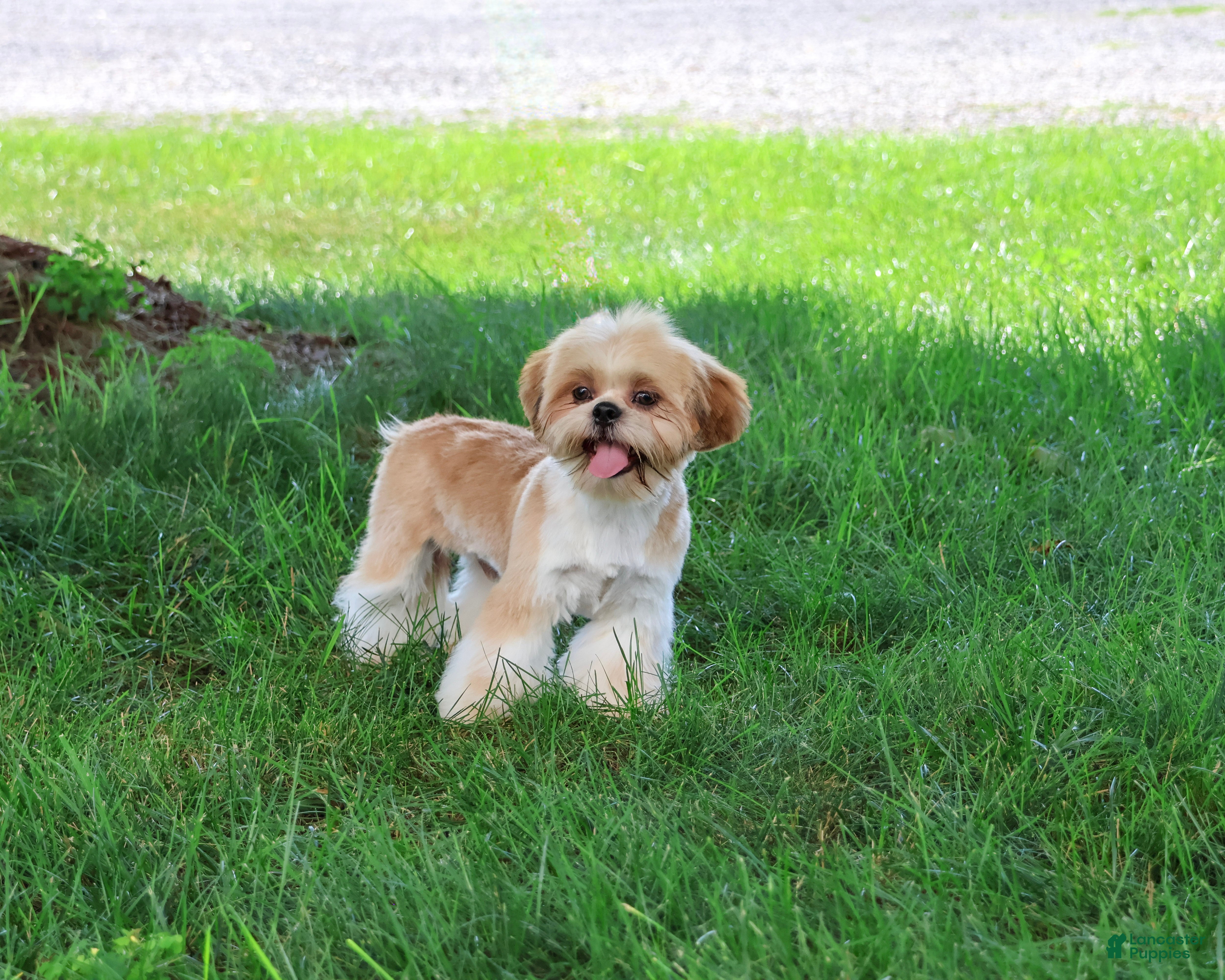 Shih Tzu dogs Flash - Ad 1