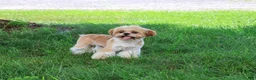 Shih Tzu dogs for sale: Flash - Ad 1