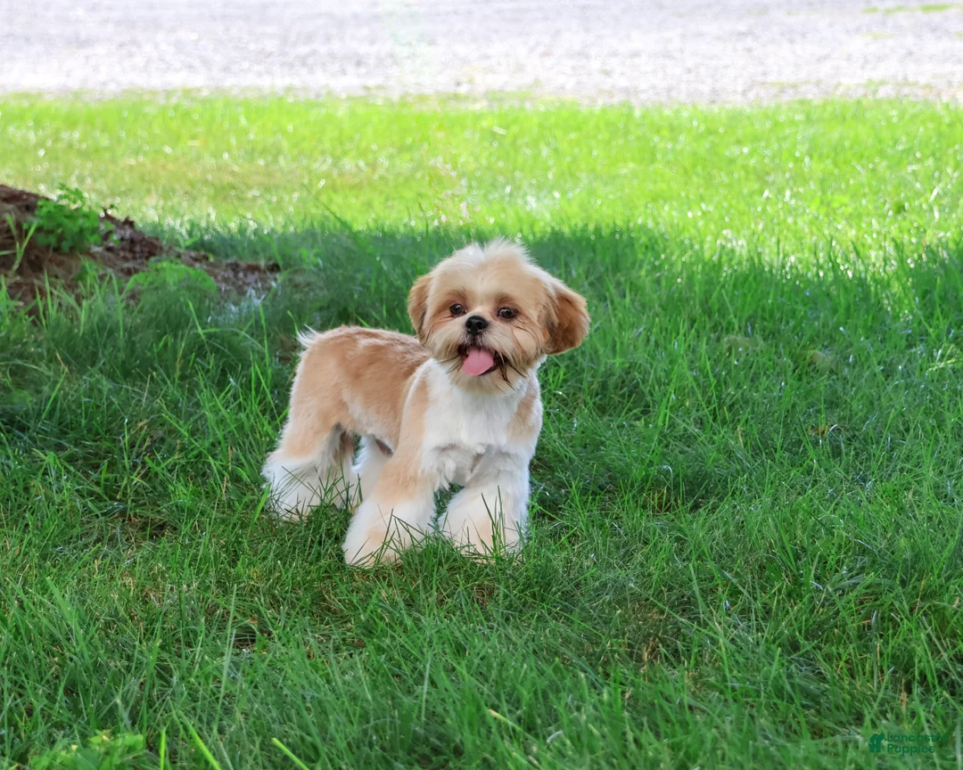 Shih Tzu dogs for sale: Flash - Ad 1