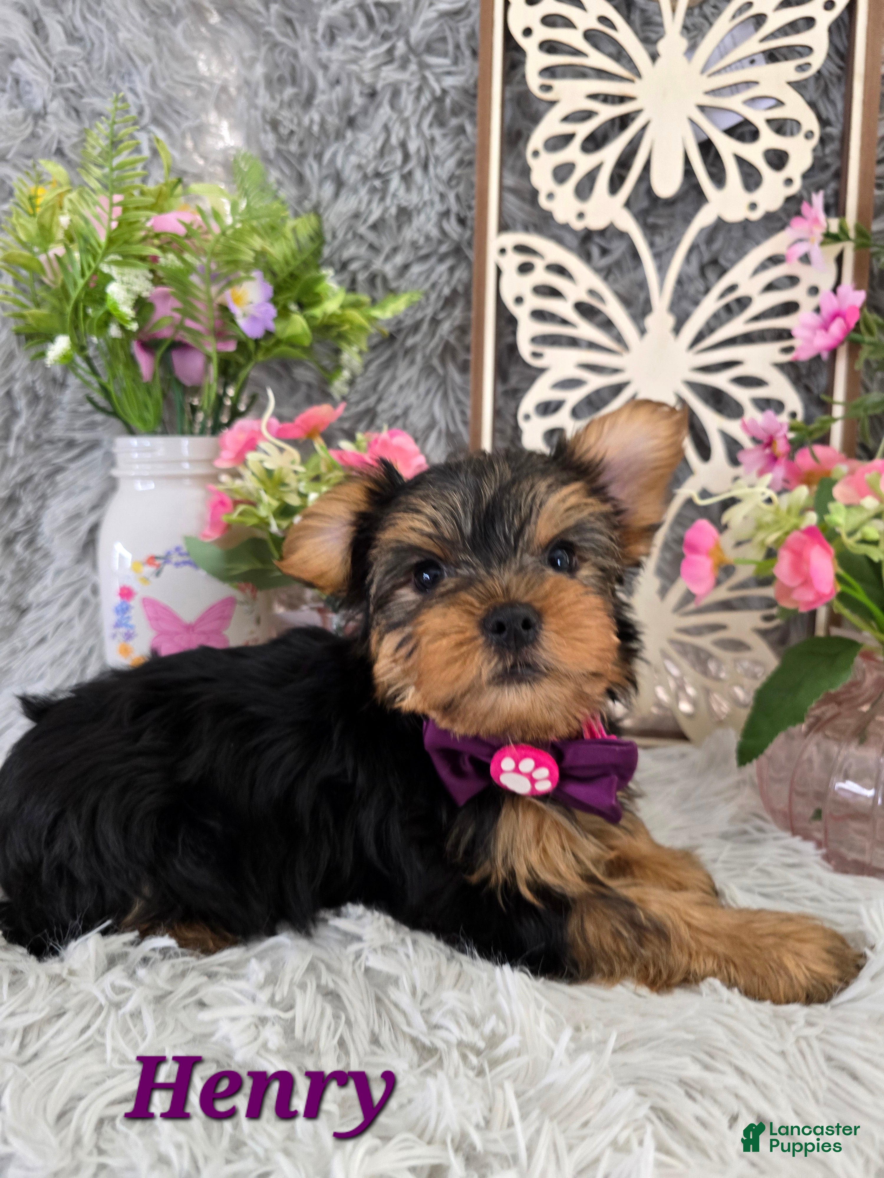 Yorkshire Terrier dogs Henry - Ad 11