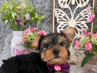 Yorkshire Terrier dogs Henry - Ad 11