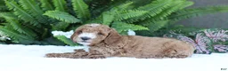 Mini Goldendoodle dogs for sale: Dexter - Ad 5