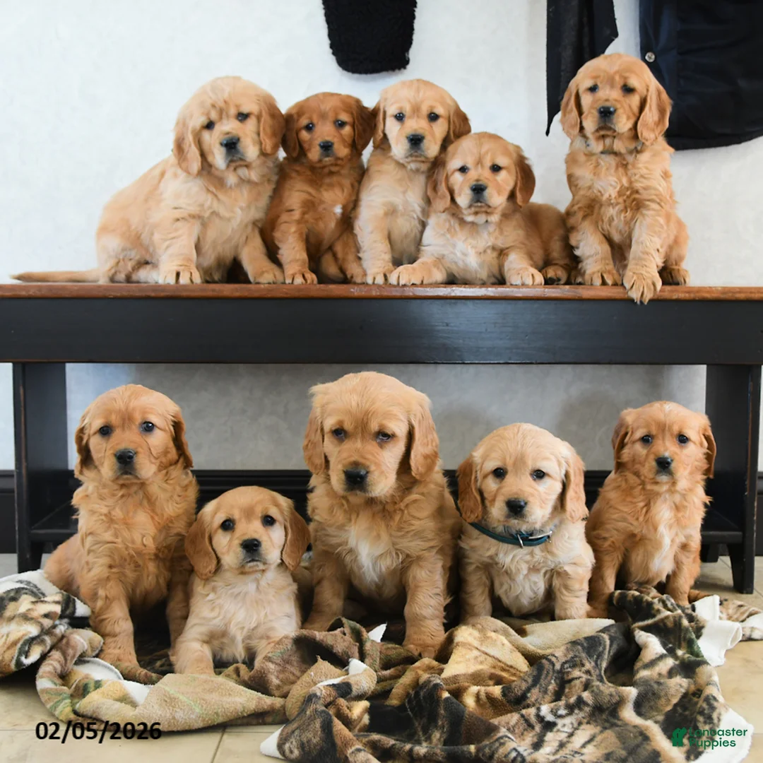 Miniature Golden Retriever dogs for sale: Arrow - Ad 3