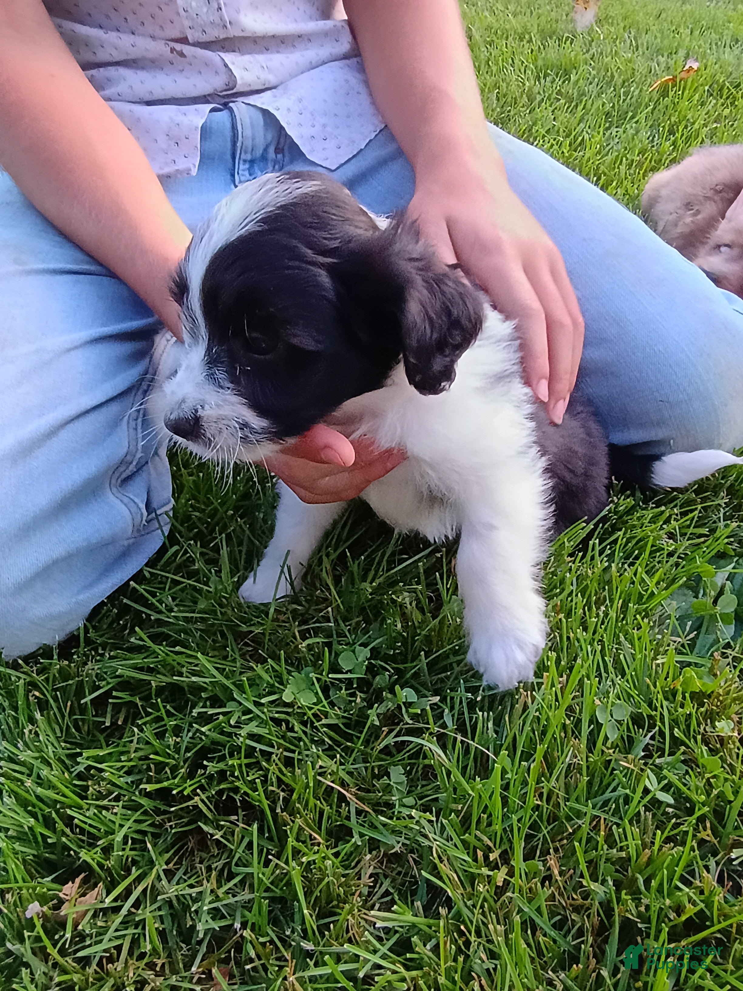 Mini Aussiedoodle dogs Oreo  - Ad 2