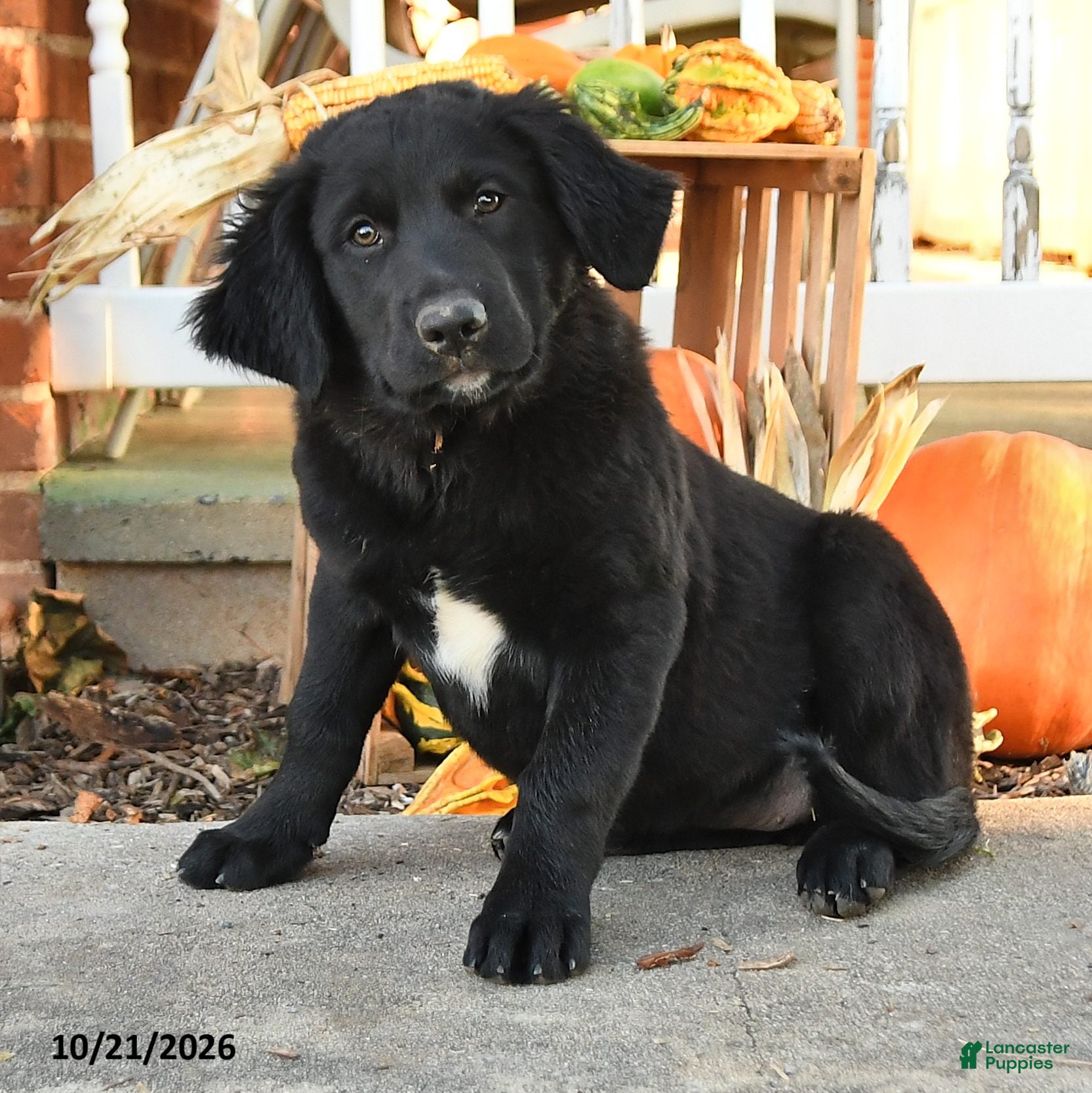 Mixed Breed dogs for sale: Bessie - Ad 2