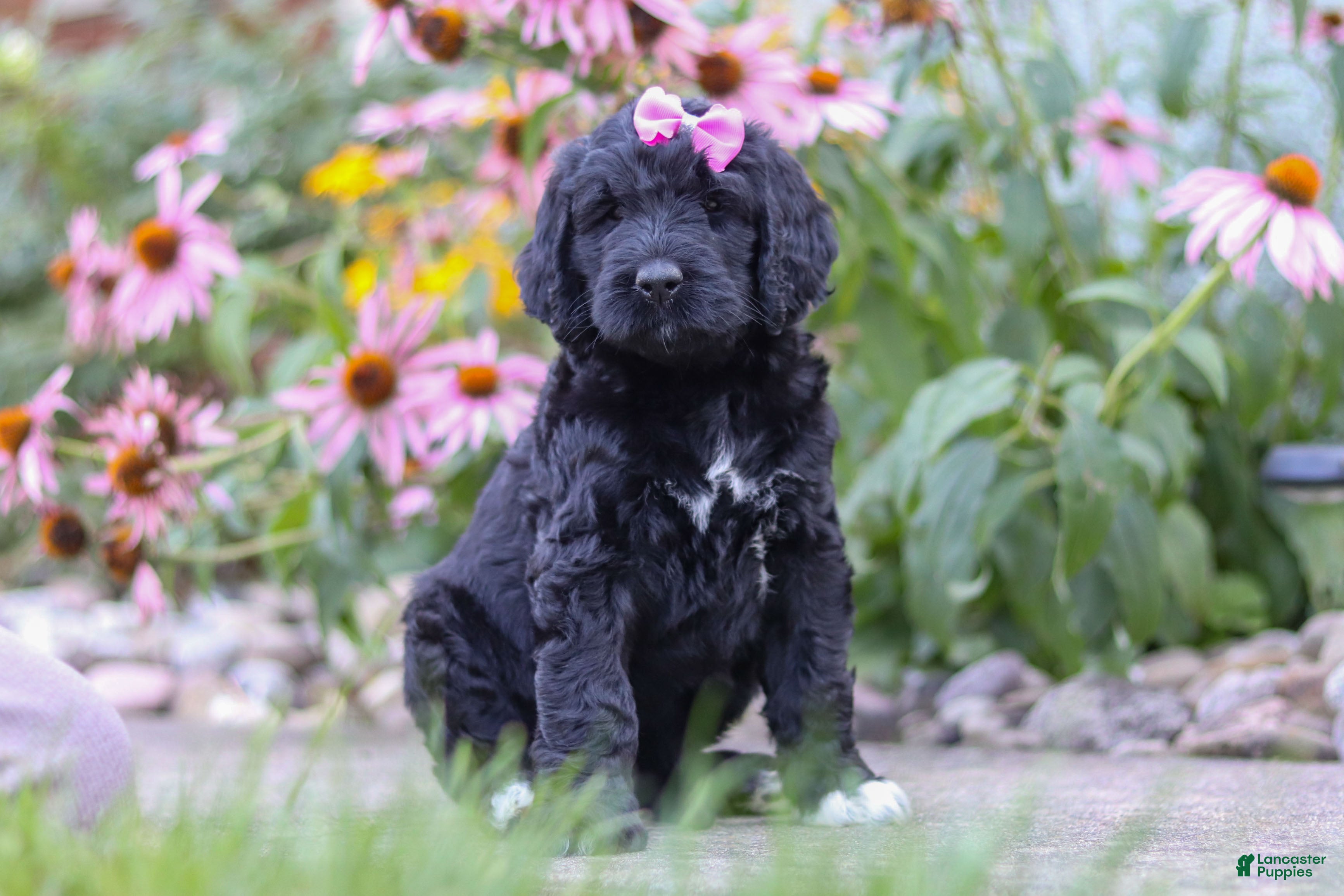 Newfypoo dogs Mia - Ad 2
