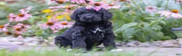 Newfypoo dogs for sale: Mia - Ad 2