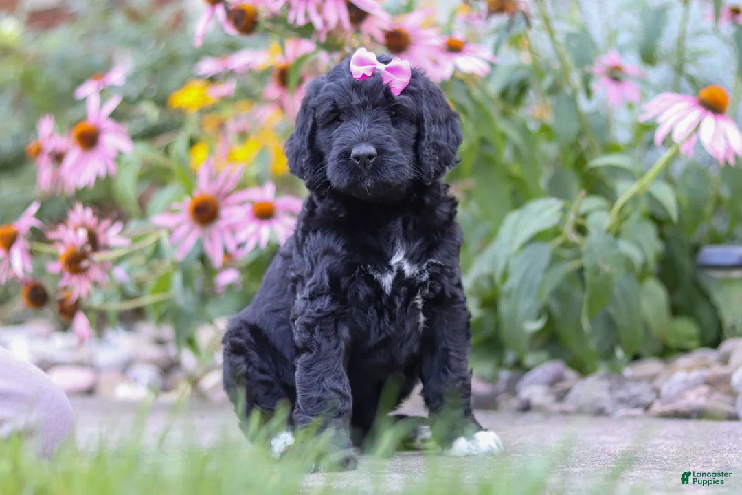 Newfypoo dogs for sale: Mia - Ad 2