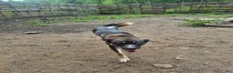 Mixed Breed dogs for sale: Rollo - Ad 10