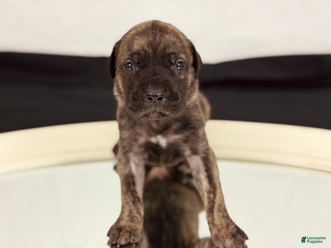 Cane Corso dogs for sale: Hera  - Ad 3