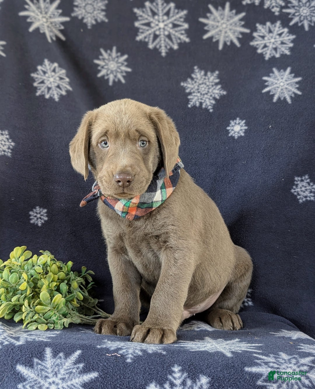 Labrador Retriever dogs for sale: Connor AKC Silver Lab - Ad 2