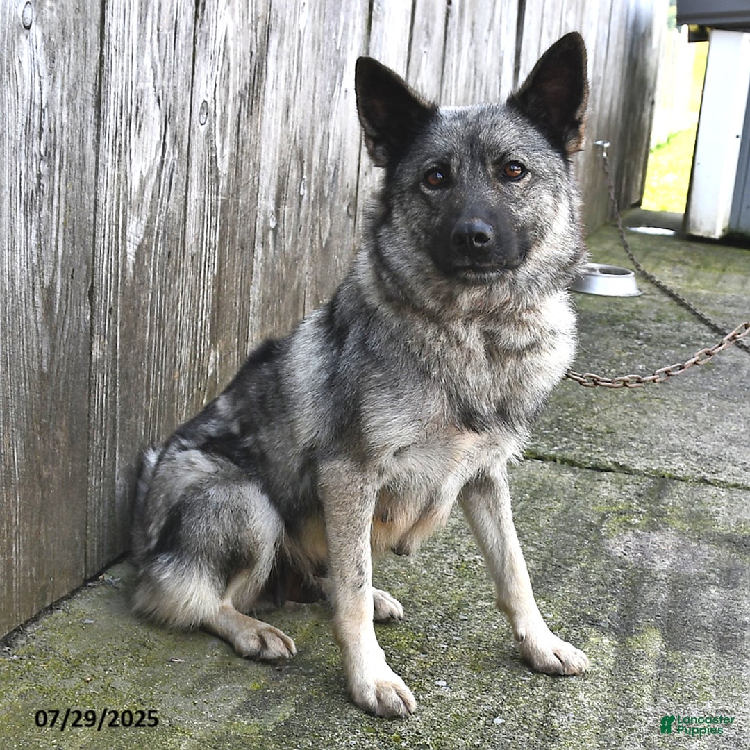 Mixed Breed dogs for sale: Snickers - Ad 4