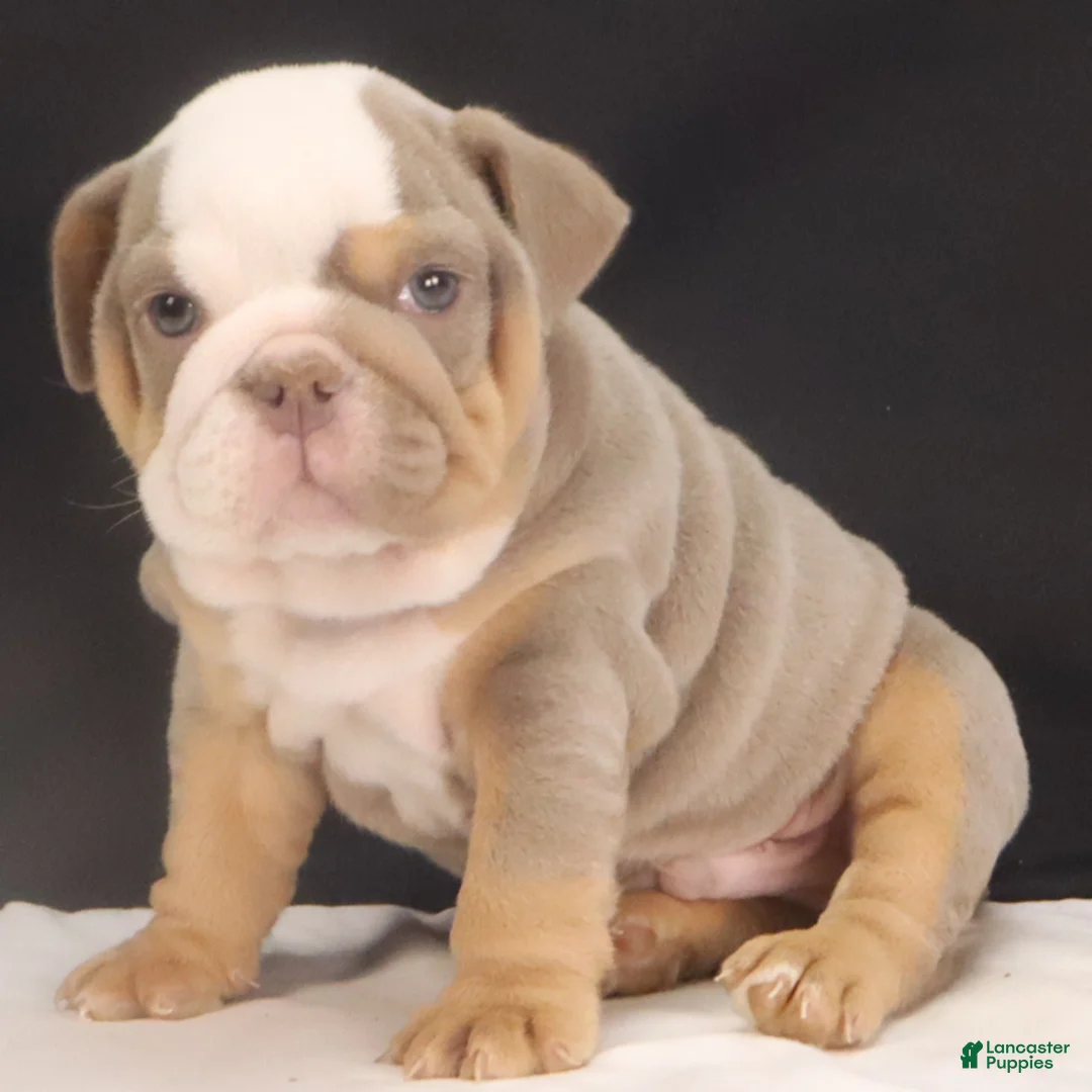 English Bulldog dogs for sale: Tyler - Ad 4