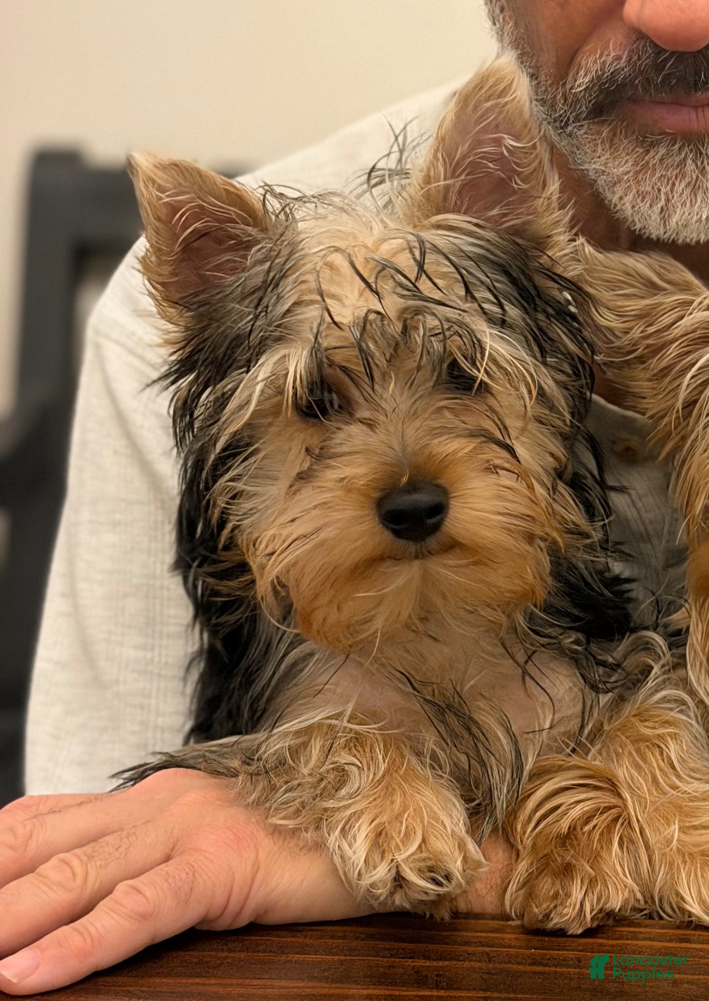 Yorkshire Terrier dogs Leo - Ad 2