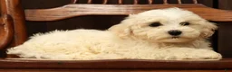 Havanese dogs for sale: Gavin - Ad 7