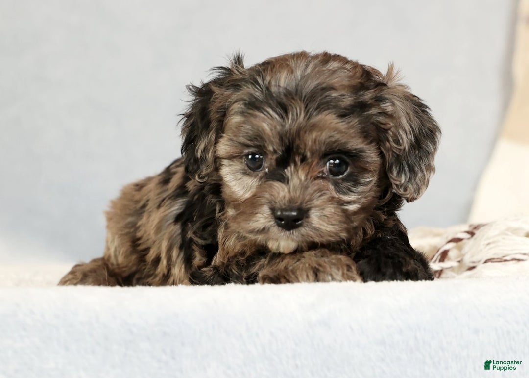 Cavapoo dogs for sale: Bella - Ad 4