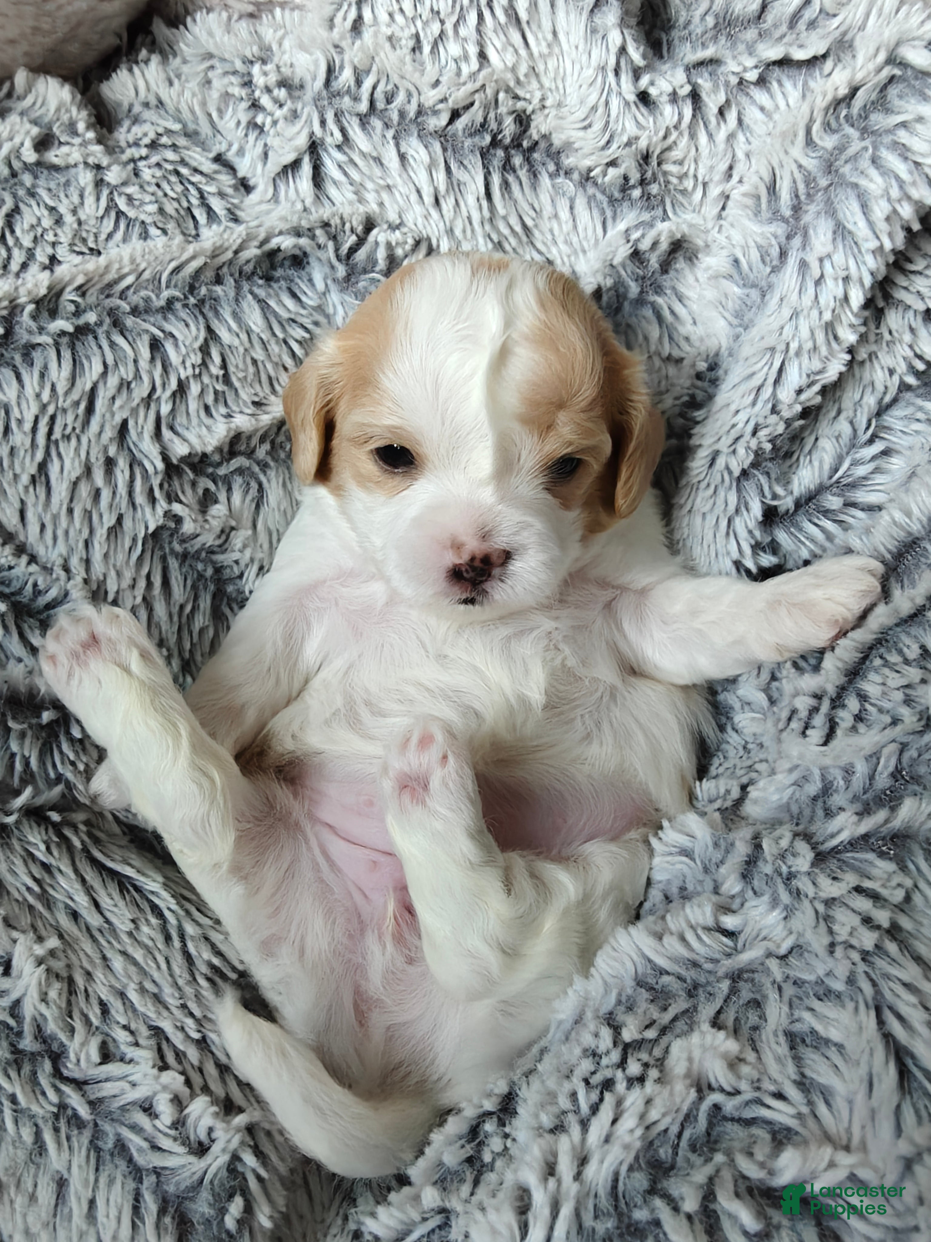 Pancake