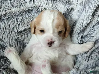 Mixed Breed dogs Pancake - Ad 20