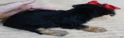 Yorkshire Terrier dogs for sale: Ziggy 2 pounds - Ad 7