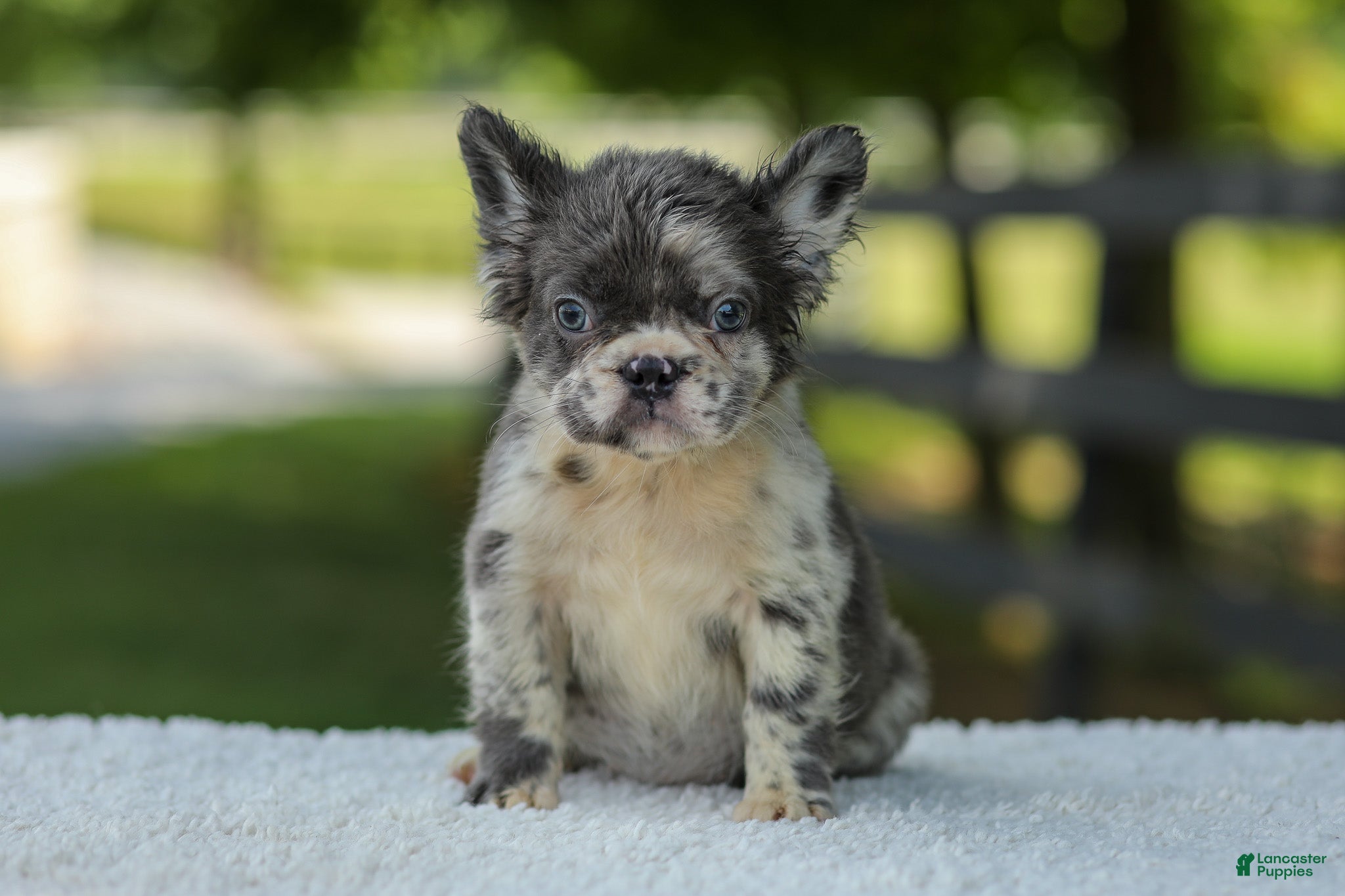 French Bulldog dogs Kendra - Ad 2