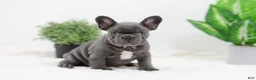 French Bulldog dogs for sale: Ginger - Ad 1