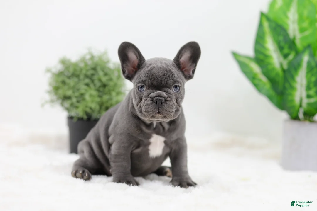 French Bulldog dogs for sale: Ginger - Ad 1