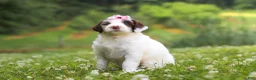 Portuguese Water Dog dogs for sale: Rosie - Ad 4