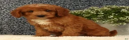 Mini Goldendoodle dogs for sale: Turbo - Ad 4