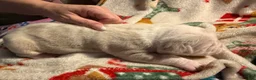Olde English Bulldogge dogs for sale: Tri Lilac Merle - Ad 4