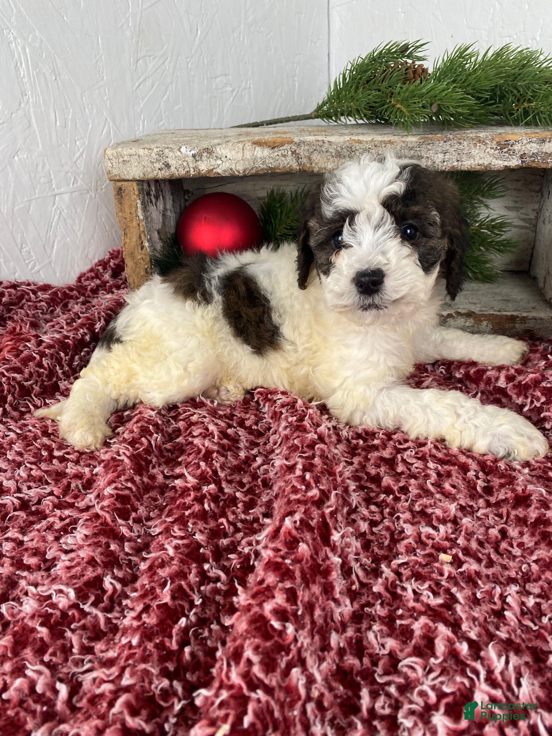 Cockapoo dogs for sale: Hunter - Ad 3