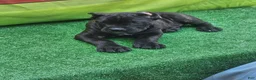 Cane Corso dogs for sale: BLAZE - Ad 4