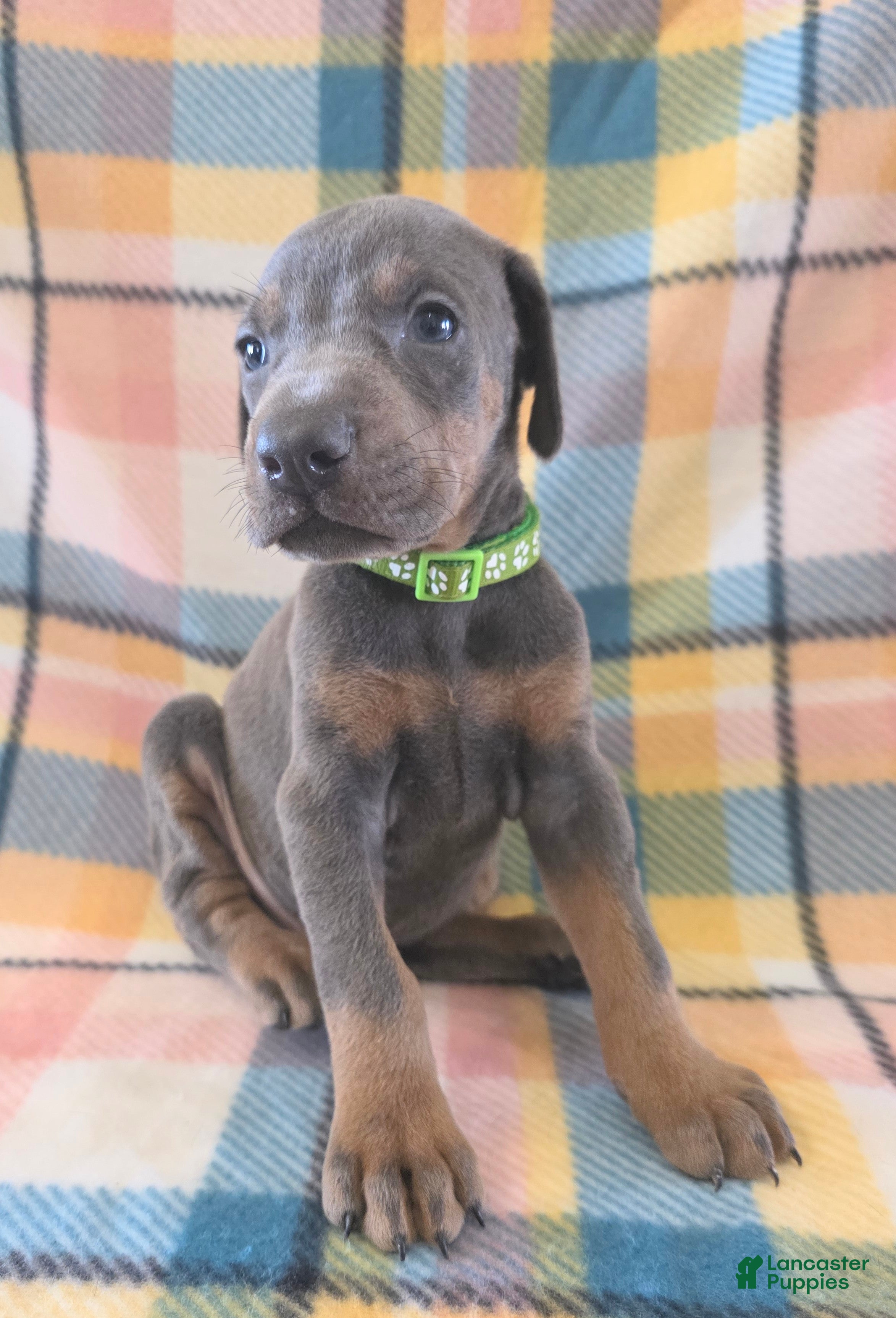 Doberman Pinscher dogs Doberman Pinscher Puppy 2 - Ad 35