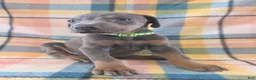 Doberman Pinscher dogs for sale: Doberman Pinscher Puppy 2 - Ad 3