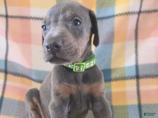 Doberman Pinscher dogs Doberman Pinscher Puppy 2 - Ad 35