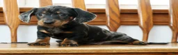 Miniature Dachshund dogs for sale: Lucky - Ad 5