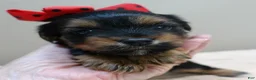 Yorkshire Terrier dogs for sale: Peyton - Ad 7