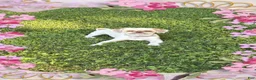 Shih Tzu dogs for sale: Shih Tzu 4 - Ad 5