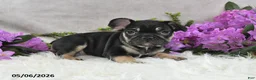 French Bulldog dogs for sale: Heidi - Ad 2
