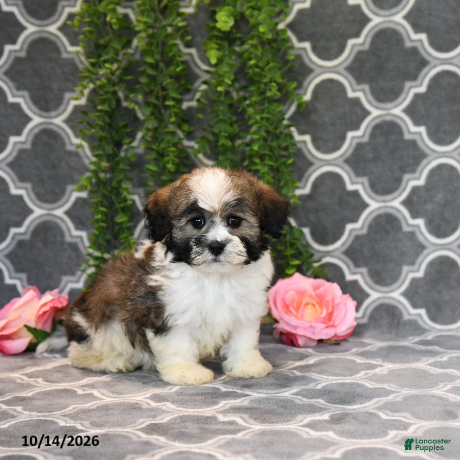 Mixed Breed dogs Dana - Ad 2