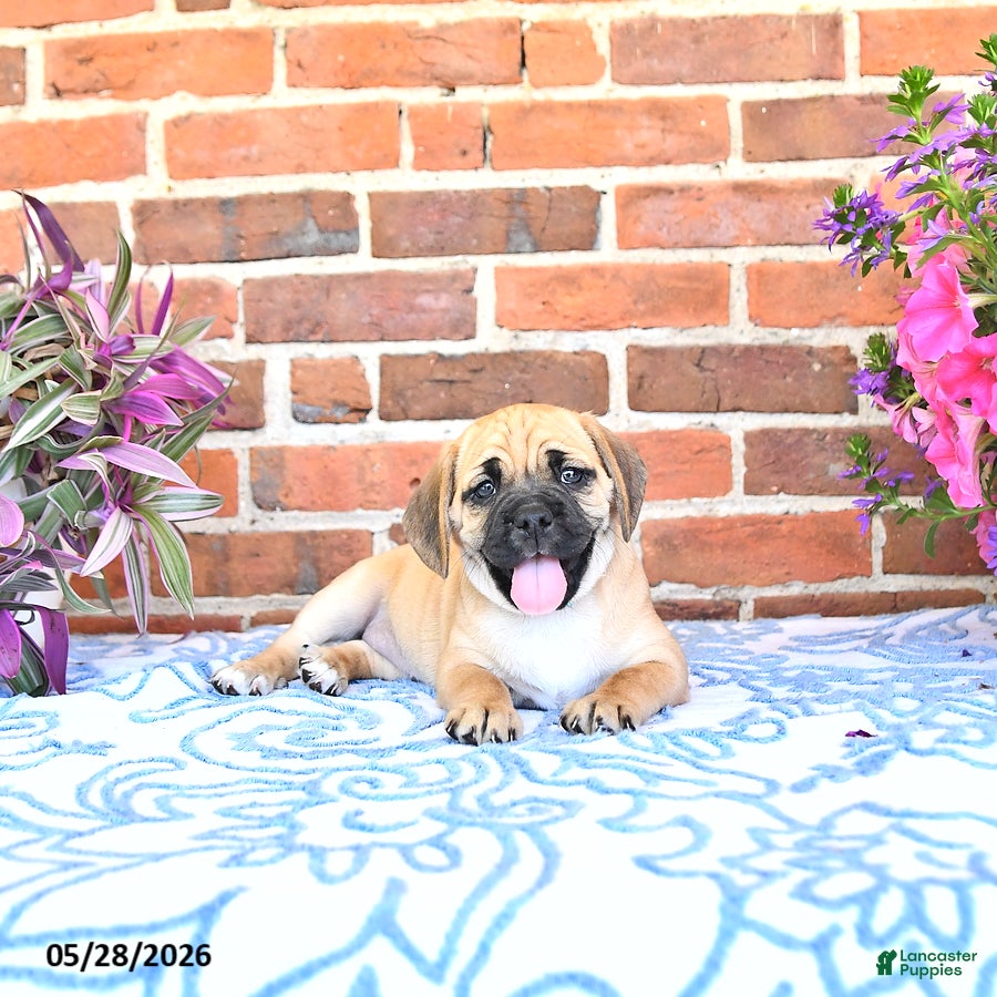 Puggle dogs Rosia - Ad 1