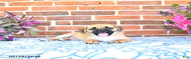 Rosia