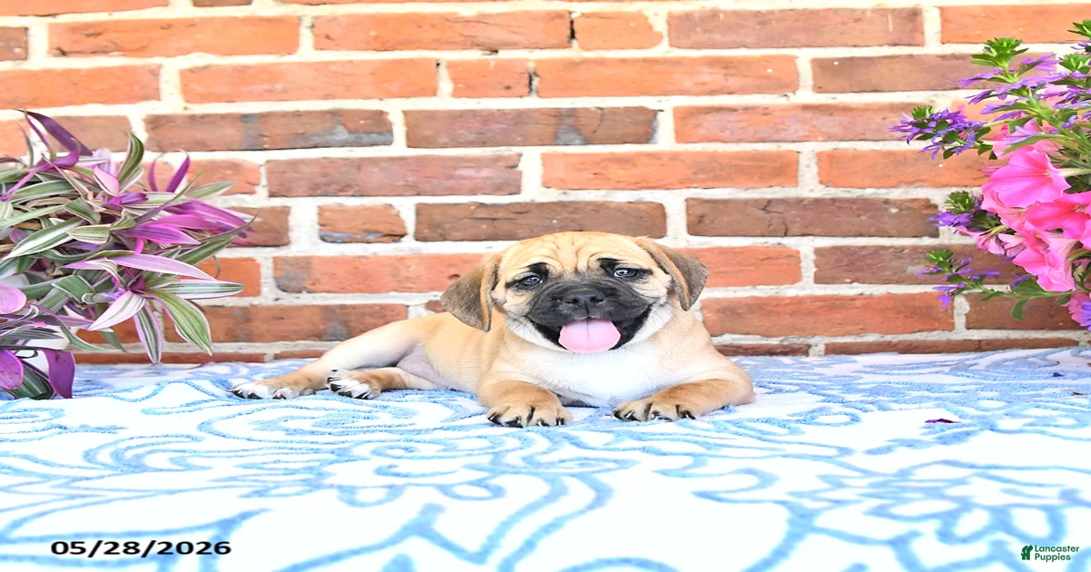 Female Puggle Puppies for sale | Lancaster Puppies