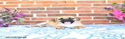 Puggle dogs for sale: Rosia - Ad 1