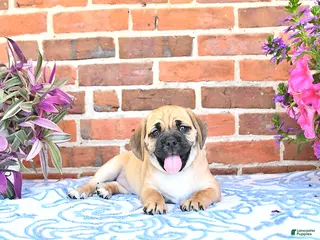 Puggle dogs for sale: Rosia - Ad 4