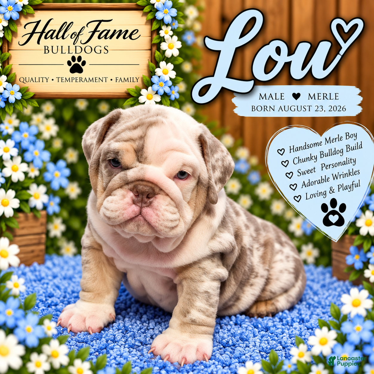 English Bulldog dogs for sale: LOU - Ad 1