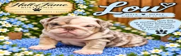 English Bulldog dogs for sale: LOU - Ad 1