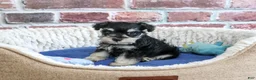 Miniature Schnauzer dogs for sale: Jacob - Ad 2